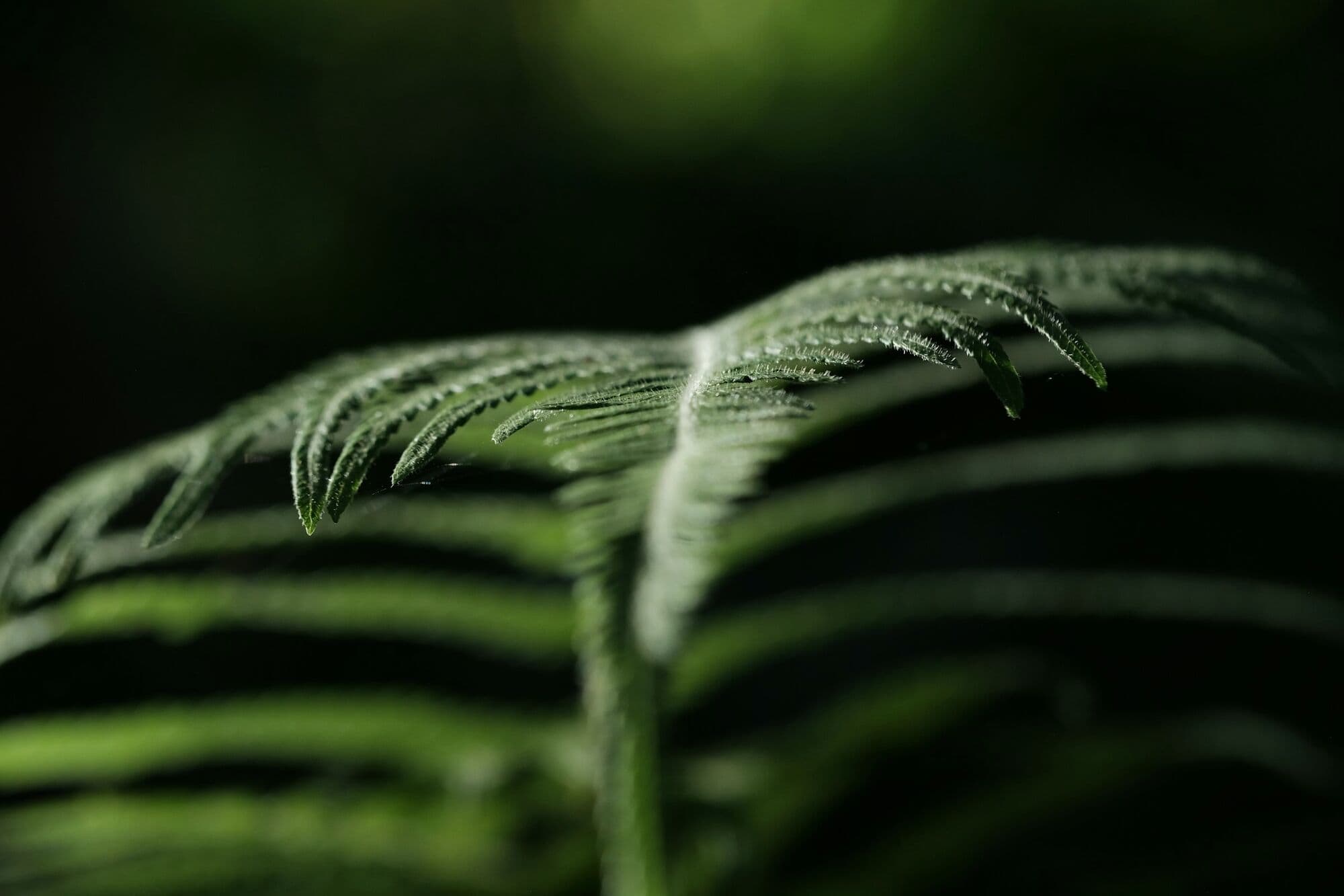 Young fern frond unfurling